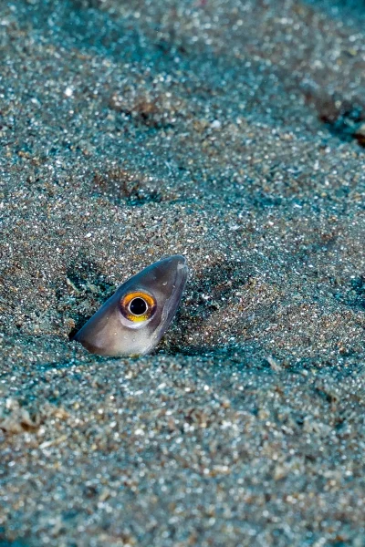 scorpio-madeira-house-reef-diving-1