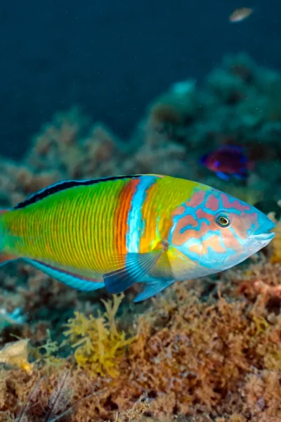 Colorful tropical fish swimming over the reef during the a diving experience by Scorpio Madeira