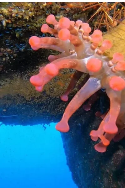 scorpio-madeira-madeira-full-day-dive-pack-6
