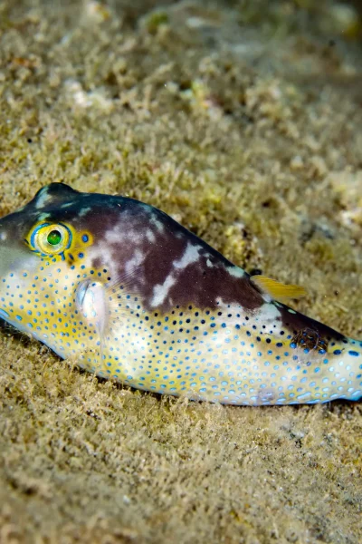 scorpio-madeira-single-dive-by-boat-3