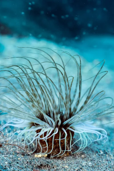 Close-up of a sea anemone on the seabed during the Single Dive by Boat experience by Scorpio Madeira.