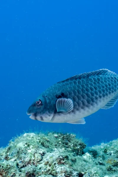 scorpio-madeira-single-dive-by-boat-7