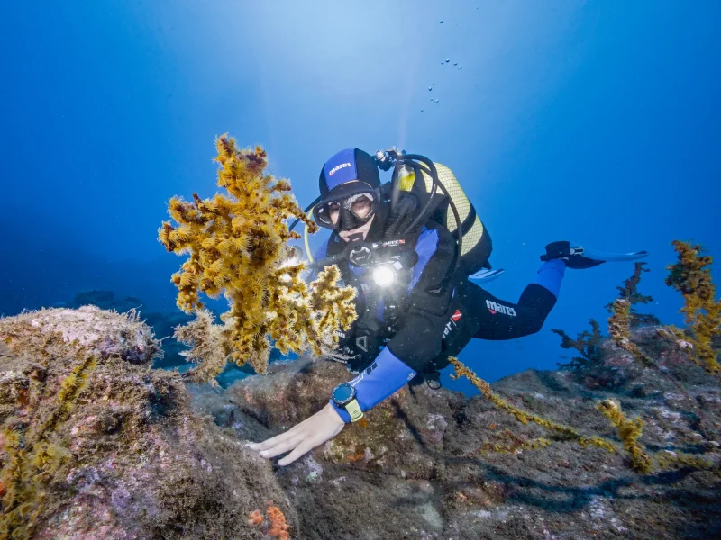 A diver swimming near the reef in the bottom of the ocean in a single dive By boat in Madeira experience by Madeira Scorpio.