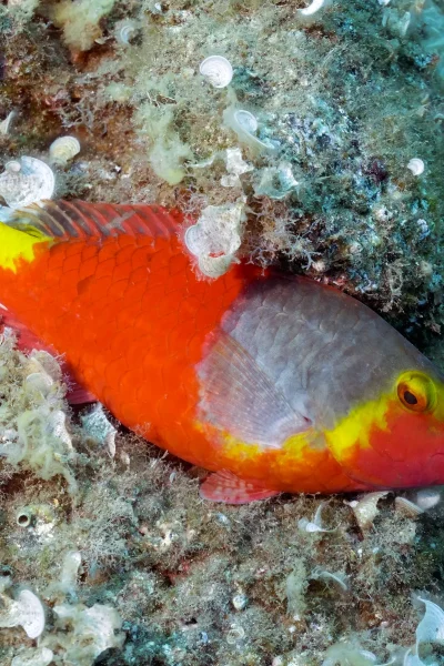 Close up of orange and yellow fish in the sea of Madeira in a diving experience by Scorpio Madeira.